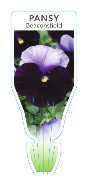 Picture of ANNUAL PANSY BEACONSFIELD (Viola x wittrockiana)                                                                                                      