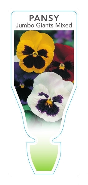 Picture of ANNUAL PANSY JUMBO GIANT MIXED (Viola x wittrockiana)                                                                                                 