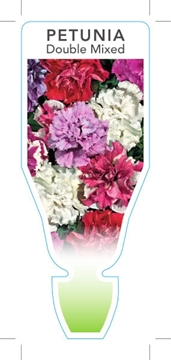 Picture of ANNUAL PETUNIA DOUBLE MIXED PICTURE (Petunia x hybrida)                                                                                               