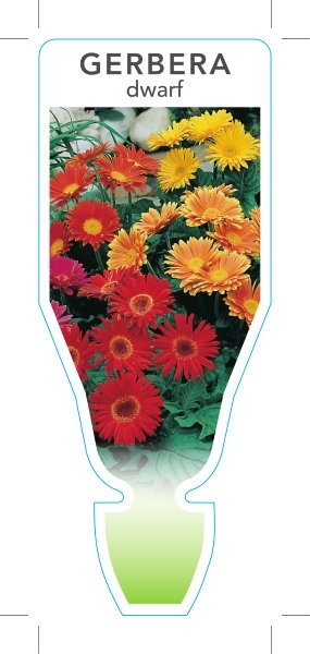 Picture of ANNUAL GERBERA DWARF MIXED PICTURE (UNNAMED VARIETY)                                                                                                  