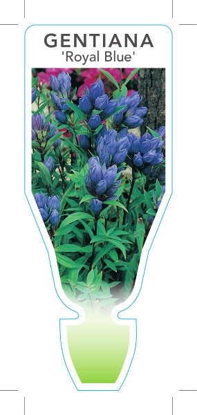 Picture of GENTIANA TRIFLORA ROYAL BLUE                                                                                                                          