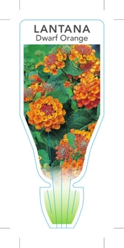 Picture of LANTANA DWARF ORANGE                                                                                                                                  