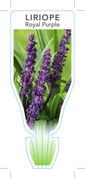 Picture of LIRIOPE MUSCARI ROYAL PURPLE                                                                                                                          