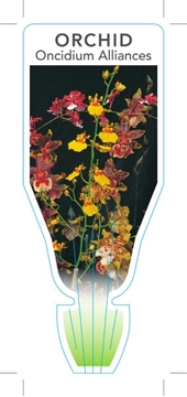 Picture of HOUSEPLANT ONCIDIUM ALLIANCES DANCING LADY ORCHIDS                                                                                                    