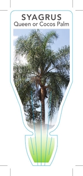Picture of PALM SYAGRUS ROMANZOFFIANUM COCOS OR QUEEN PALM                                                                                                       