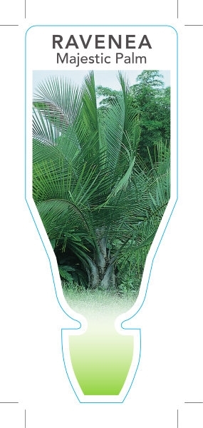 Picture of PALM RAVENEA RIVULARIS MAJESTIC PALM                                                                                                                  