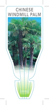 Picture of PALM TRACHYCARPUS FORTUNEI CHINESE WINDMILL                                                                                                           