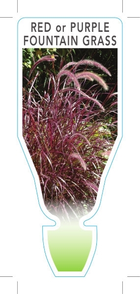 Picture of PENNISETUM ADVENA RUBRUM RED FOUNTAIN GRASS                                                                                                           