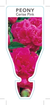 Picture of PEONY CERISE PINK                                                                                                                                     