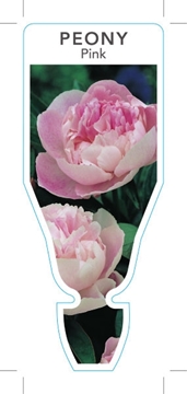 Picture of PEONY PINK                                                                                                                                            