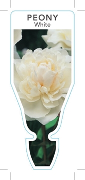 Picture of PEONY WHITE                                                                                                                                           