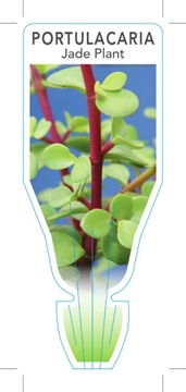 Picture of SUCCULENT PORTULACARIA AFRA JADE PLANT                                                                                                                