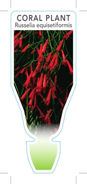 Picture of RUSSELIA EQUISETIFORMIS CORAL PLANT                                                                                                                   