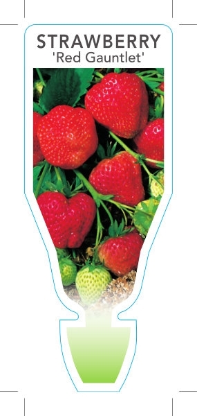 Picture of FRUIT STRAWBERRY RED GAUNTLET (Fragaria ananassa)                                                                                                     