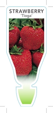 Picture of FRUIT STRAWBERRY TIOGA (Fragaria ananassa)                                                                                                            