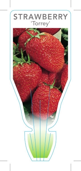 Picture of FRUIT STRAWBERRY TORREY                                                                                                                               