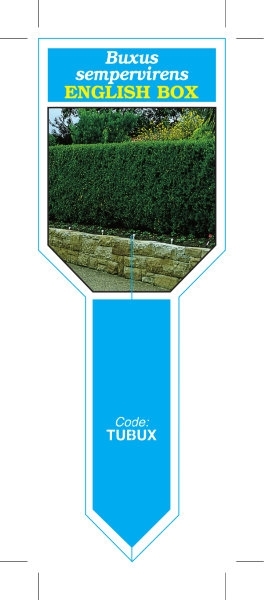 Picture of BUXUS SEMPERVIRENS ENGLISH BOX (Ministik)                                                                                                             