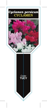 Picture of HOUSEPLANT CYCLAMEN - MIXED PICTURE (UNNAMED VARIETY) (Ministik)                                                                                      