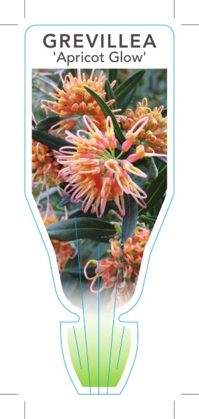 Picture of GREVILLEA APRICOT GLOW                                                                                                                                