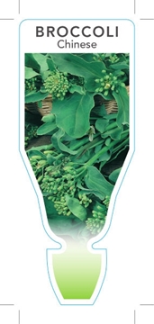Picture of VEGETABLE BROCCOLI CHINESE (Brassica oleracea var Alboglabra)                                                                                         