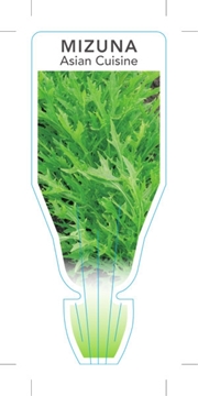 Picture of VEGETABLE MIZUNA (Brassica rapa var. Japonica)                                                                                                        