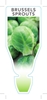 Picture of VEGETABLE BRUSSELS SPROUTS  (Brassica oleracea var Gemmifera)                                                                                         