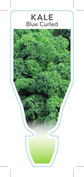 Picture of VEGETABLE KALE BLUE CURLED (Brassica oleracea)                                                                                                        