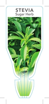 Picture of HERB STEVIA SUGAR HERB (Stevia rebaudiana)                                                                                                            