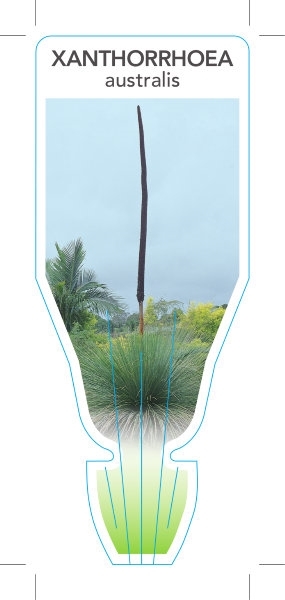 Picture of XANTHORRHOEA AUSTRALIS GRASS TREE                                                                                                                     