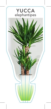 Picture of HOUSEPLANT YUCCA ELEPHANTIPES SPINELESS                                                                                                               