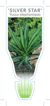 Picture of YUCCA ELEPHANTIPES SILVER STAR VARIEGATED                                                                                                             