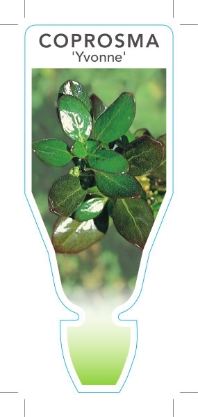 Picture of COPROSMA YVONNE                                                                                                                                       