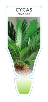 Picture of HOUSEPLANT CYCAS REVOLUTA SAGO PALM                                                                                                                   