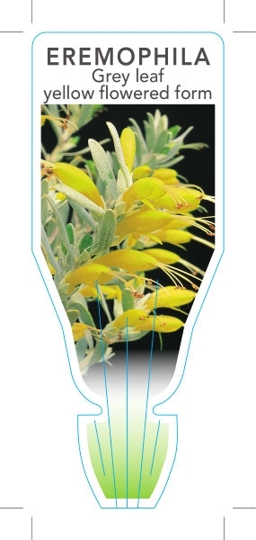 Picture of EREMOPHILA GLABRA GREY LEAF YELLOW FLOWERED FORM                                                                                                      