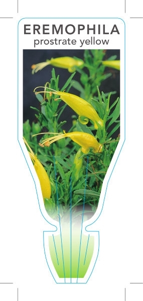 Picture of EREMOPHILA GLABRA PROSTRATE YELLOW FORM                                                                                                               
