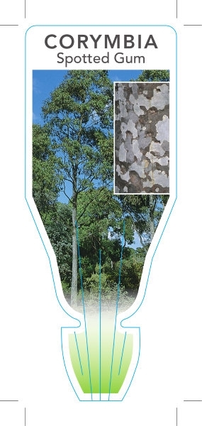 Picture of CORYMBIA MACULATA (SYN EUCALYPTUS MACULATA)                                                                                                           