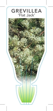 Picture of GREVILLEA CURVILOBA FLAT JACK                                                                                                                         