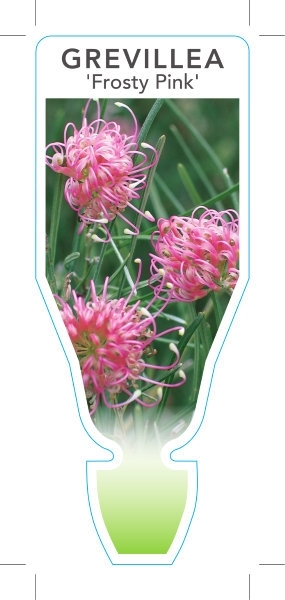 Picture of GREVILLEA FROSTY PINK                                                                                                                                 