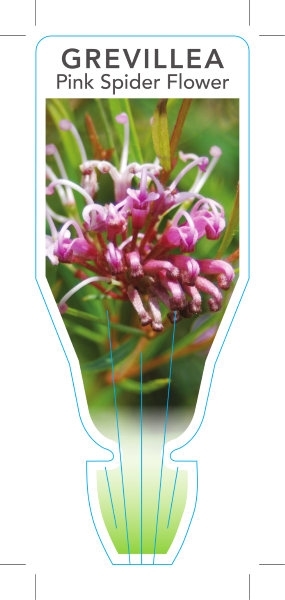 Picture of GREVILLEA SERICEA PINK SPIDER FLOWER                                                                                                                  