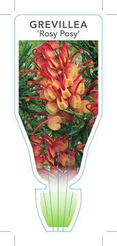 Picture of GREVILLEA ROSY POSY                                                                                                                                   