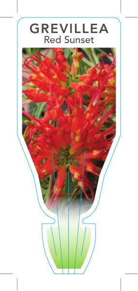 Picture of GREVILLEA RED SUNSET                                                                                                                                  