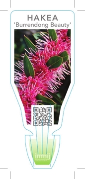 Picture of HAKEA BURRENDONG BEAUTY                                                                                                                               