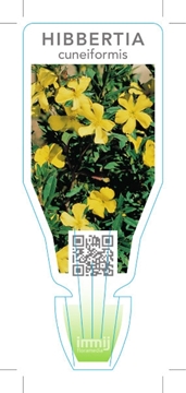 Picture of HIBBERTIA CUNEIFORMIS                                                                                                                                 