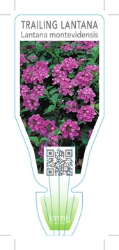 Picture of LANTANA MONTEVIDENSIS                                                                                                                                 