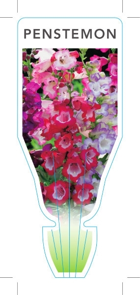 Picture of PENSTEMON MIXED PICTURE (UNNAMED VARIETY)                                                                                                             