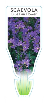 Picture of SCAEVOLA ALBIDA BLUE FORM BLUE FAN FLOWER                                                                                                             