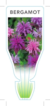 Picture of HERB BERGAMOT (Monarda didyma)                                                                                                                        