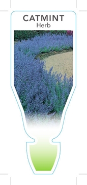 Picture of HERB CATMINT (Nepeta mussinii)                                                                                                                        