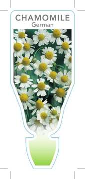 Picture of HERB CHAMOMILE GERMAN (Matricaria recutita)                                                                                                           