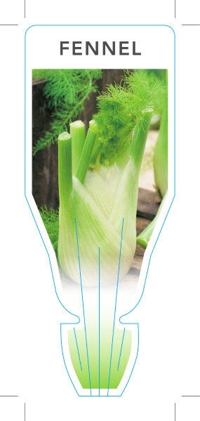 Picture of HERB FENNEL FLORENCE (Foeniculum vulgare)                                                                                                             